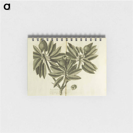 アートメモ帳-Nispero, Naseberry, or Sappatilla Tree
 - 国立医学図書館 Memo.
