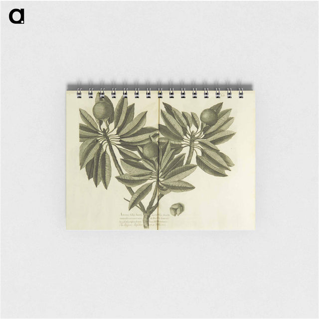 アートメモ帳-Nispero, Naseberry, or Sappatilla Tree
 - 国立医学図書館 Memo.