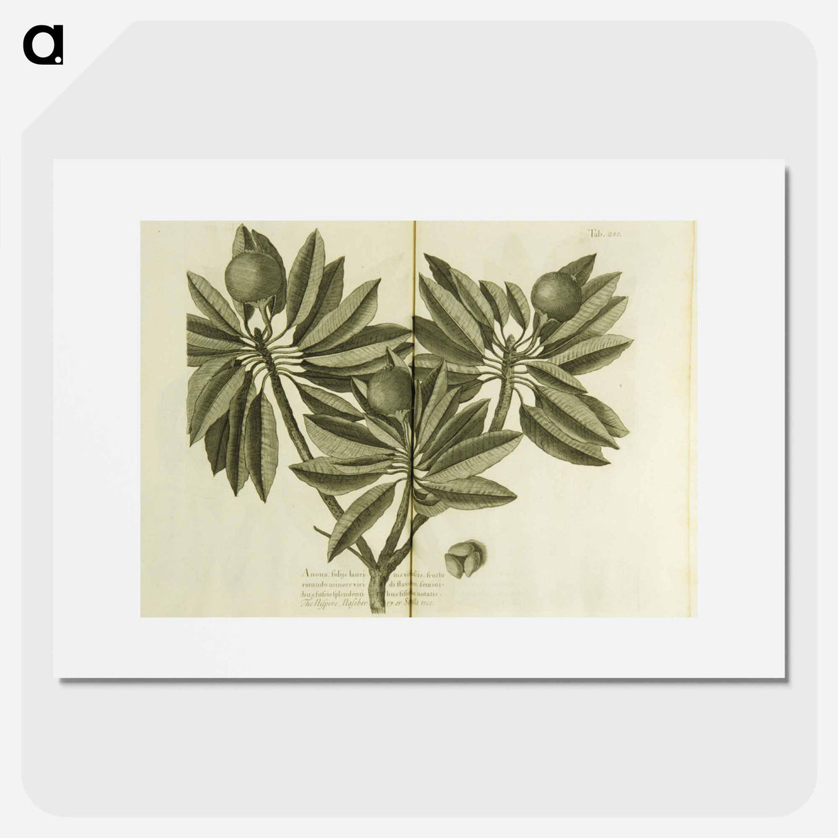 アートポスター-Nispero, Naseberry, or Sappatilla Tree
 - 国立医学図書館 Poster.