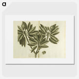 アートポスター-Nispero, Naseberry, or Sappatilla Tree
 - 国立医学図書館 Poster.