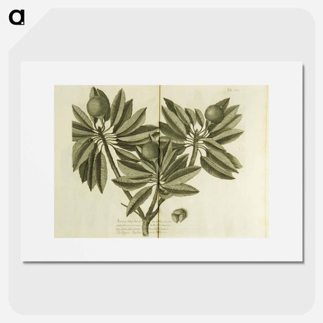 アートポスター-Nispero, Naseberry, or Sappatilla Tree
 - 国立医学図書館 Poster.