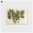 アートポストカード-Nispero, Naseberry, or Sappatilla Tree
 - 国立医学図書館 Postcard.