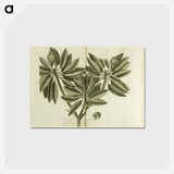 アートポストカード-Nispero, Naseberry, or Sappatilla Tree
 - 国立医学図書館 Postcard.