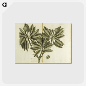 アートポストカード-Nispero, Naseberry, or Sappatilla Tree
 - 国立医学図書館 Postcard.