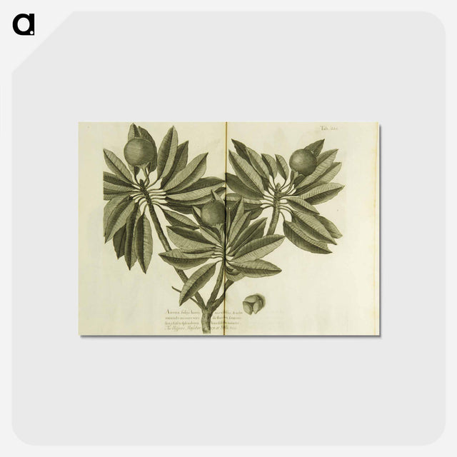 アートポストカード-Nispero, Naseberry, or Sappatilla Tree
 - 国立医学図書館 Postcard.