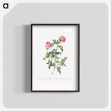 Hundred-petalled English Rose - ピエール ジョゼフ ルドゥーテ Poster.