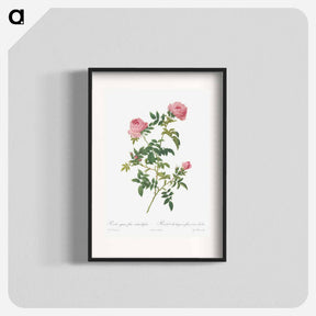 アートポスター-Hundred-petalled English Rose - ピエール ジョゼフ ルドゥーテ Poster.