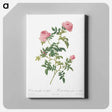 アートパネル-Hundred-petalled English Rose - ピエール ジョゼフ ルドゥーテ Canvas.