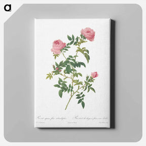 アートパネル-Hundred-petalled English Rose - ピエール ジョゼフ ルドゥーテ Canvas.