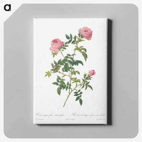アートパネル-Hundred-petalled English Rose - ピエール ジョゼフ ルドゥーテ Canvas.