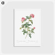 アートポストカード-Hundred-petalled English Rose - ピエール ジョゼフ ルドゥーテ Postcard.