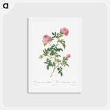 アートポストカード-Hundred-petalled English Rose - ピエール ジョゼフ ルドゥーテ Postcard.