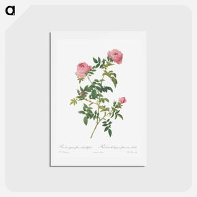 アートポストカード-Hundred-petalled English Rose - ピエール ジョゼフ ルドゥーテ Postcard.