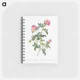 Hundred-petalled English Rose - ピエール ジョゼフ ルドゥーテ Memo.