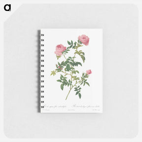 アートメモ帳-Hundred-petalled English Rose - ピエール ジョゼフ ルドゥーテ Memo.