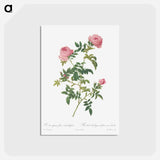 アートポストカード-Hundred-petalled English Rose - ピエール ジョゼフ ルドゥーテ Postcard.
