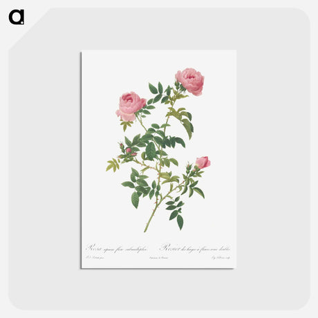 アートポストカード-Hundred-petalled English Rose - ピエール ジョゼフ ルドゥーテ Postcard.