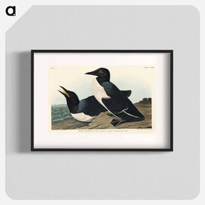 アートポスター-Foolish Guillemot from Birds of America
 - アメリカの鳥たち Poster.