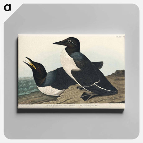 アートパネル-Foolish Guillemot from Birds of America
 - アメリカの鳥たち Canvas.