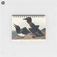 アートメモ帳-Foolish Guillemot from Birds of America
 - アメリカの鳥たち Memo.