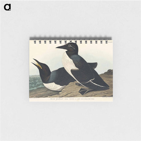 アートメモ帳-Foolish Guillemot from Birds of America
 - アメリカの鳥たち Memo.