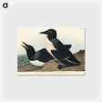 アートポストカード-Foolish Guillemot from Birds of America
 - アメリカの鳥たち Postcard.