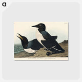 アートポストカード-Foolish Guillemot from Birds of America
 - アメリカの鳥たち Postcard.