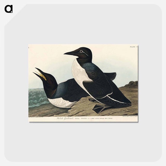 アートポストカード-Foolish Guillemot from Birds of America
 - アメリカの鳥たち Postcard.