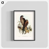 アートポスター-Australian Goshawk
 - オーストラリアの鳥 Poster.