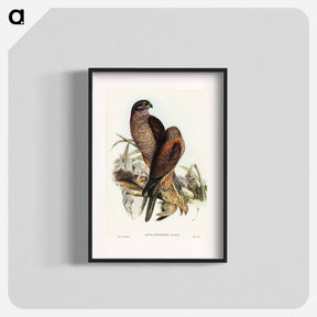 アートポスター-Australian Goshawk
 - オーストラリアの鳥 Poster.