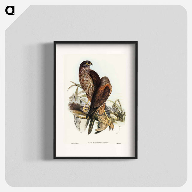 アートポスター-Australian Goshawk
 - オーストラリアの鳥 Poster.