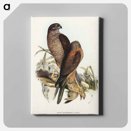 アートパネル-Australian Goshawk
 - オーストラリアの鳥 Canvas.