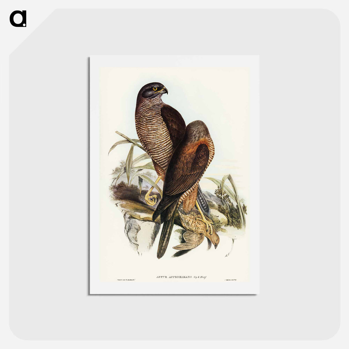 アートポストカード-Australian Goshawk
 - オーストラリアの鳥 Postcard.