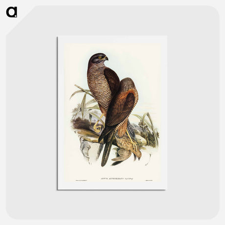 アートポストカード-Australian Goshawk
 - オーストラリアの鳥 Postcard.