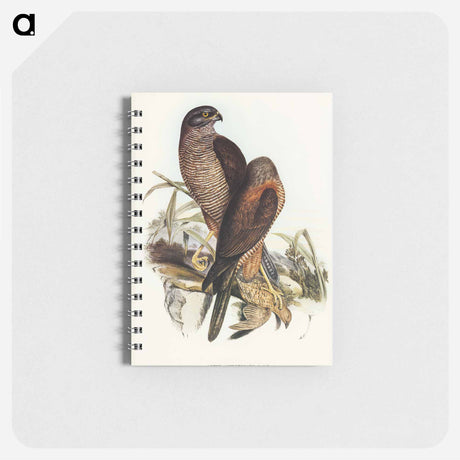 アートメモ帳-Australian Goshawk
 - オーストラリアの鳥 Memo.