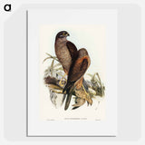 アートポスター-Australian Goshawk
 - オーストラリアの鳥 Poster.