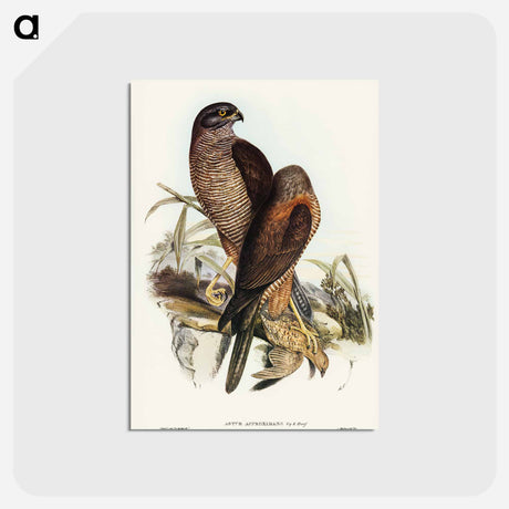 アートポストカード-Australian Goshawk
 - オーストラリアの鳥 Postcard.