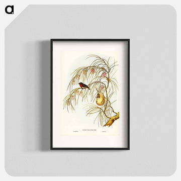 Swallow Dicaeum
 - ジョン グールド Poster.