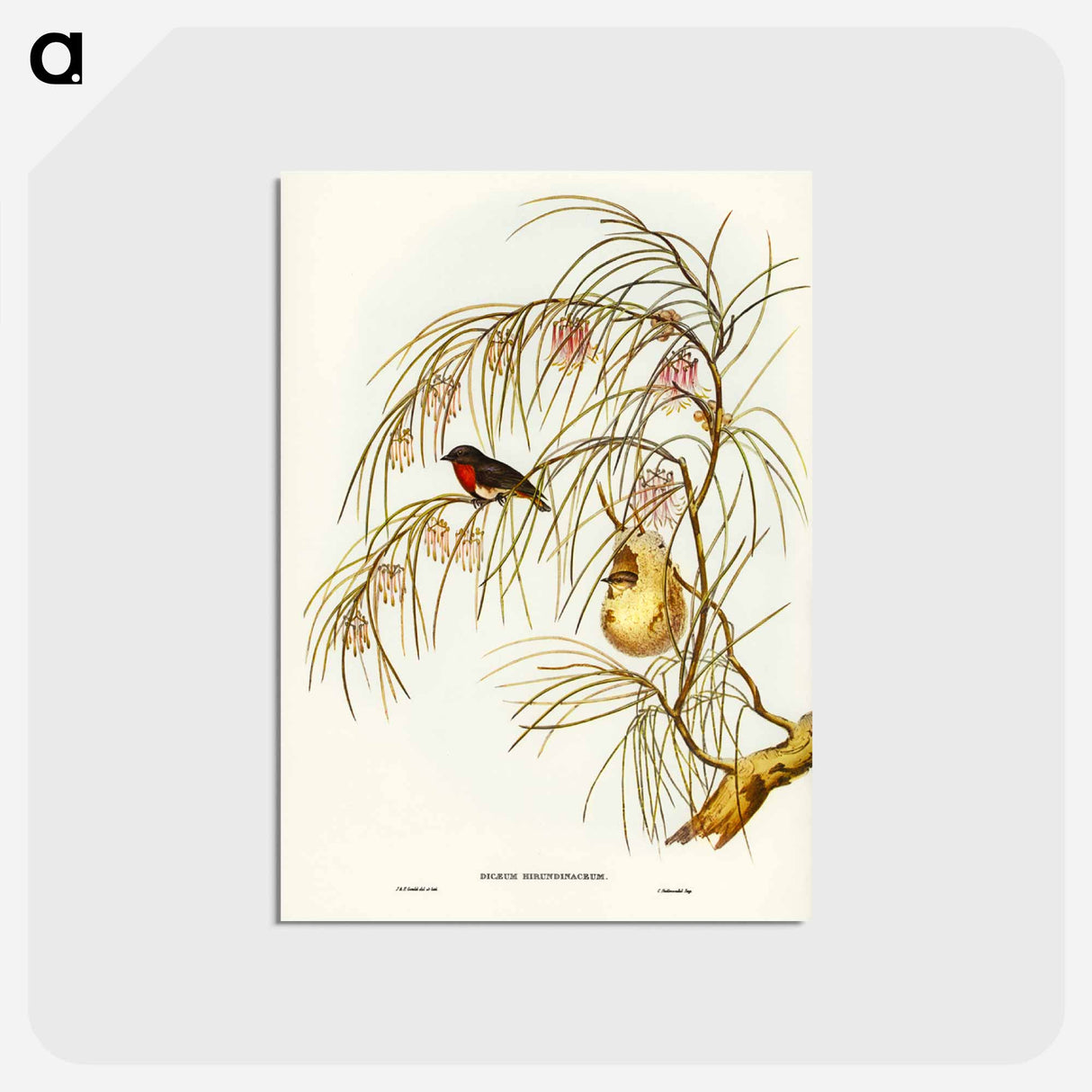 アートポストカード-Swallow Dicaeum
 - ジョン グールド Postcard.
