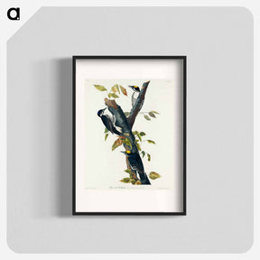 アートポスター-Three-toed Woodpecker
 - ジョン ジェームス オーデュボン Poster.