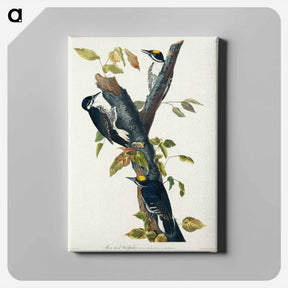 アートパネル-Three-toed Woodpecker
 - ジョン ジェームス オーデュボン Canvas.