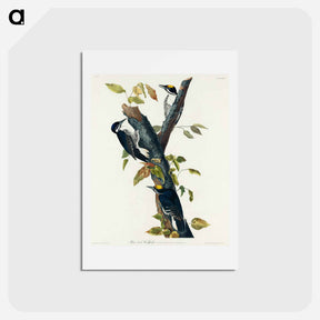 アートポストカード-Three-toed Woodpecker
 - ジョン ジェームス オーデュボン Postcard.