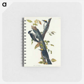 アートメモ帳-Three-toed Woodpecker
 - ジョン ジェームス オーデュボン Memo.