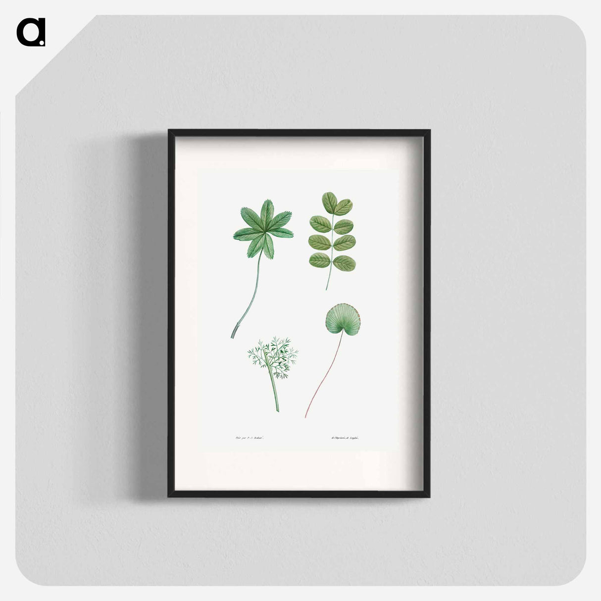 Tree leaf set - ピエール ジョゼフ ルドゥーテ Poster.