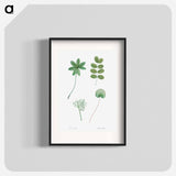 Tree leaf set - ピエール ジョゼフ ルドゥーテ Poster.
