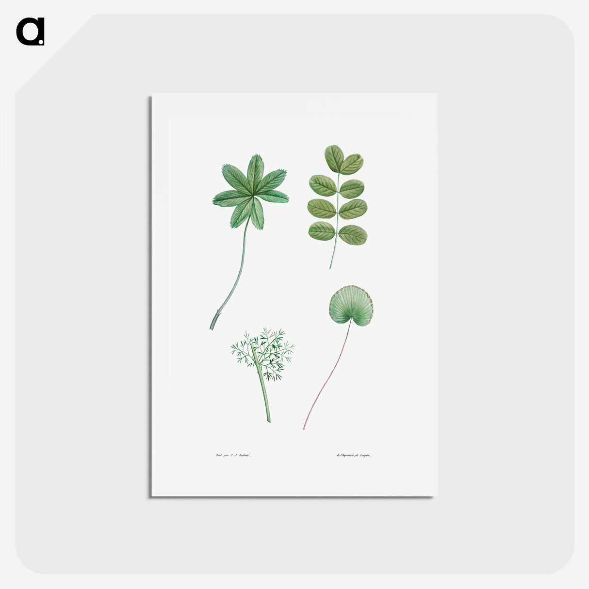 アートポストカード-Tree leaf set - ピエール ジョゼフ ルドゥーテ Postcard.