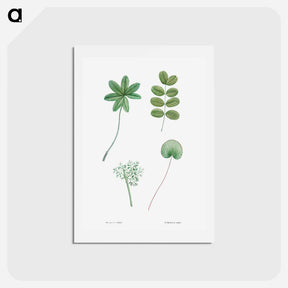 アートポストカード-Tree leaf set - ピエール ジョゼフ ルドゥーテ Postcard.