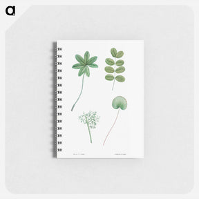 アートメモ帳-Tree leaf set - ピエール ジョゼフ ルドゥーテ Memo.