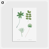 アートポストカード-Tree leaf set - ピエール ジョゼフ ルドゥーテ Postcard.