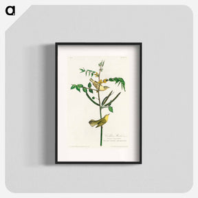 アートポスター-Children's Warbler from Birds of America
 - アメリカの鳥たち Poster.